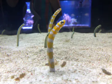 すみだ水族館に投稿された画像（2020/8/28）