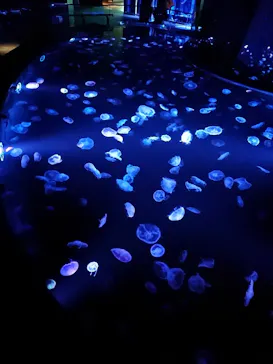 すみだ水族館に投稿された画像（2020/8/28）
