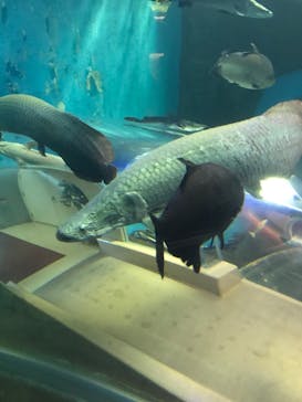 株式会社Gに投稿された画像（2020/8/28）