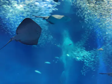 アクアワールド茨城県大洗水族館に投稿された画像（2020/8/28）