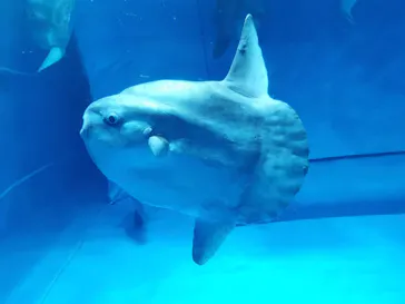 アクアワールド茨城県大洗水族館に投稿された画像（2020/8/28）