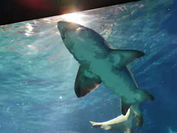 アクアワールド茨城県大洗水族館に投稿された画像（2020/8/28）