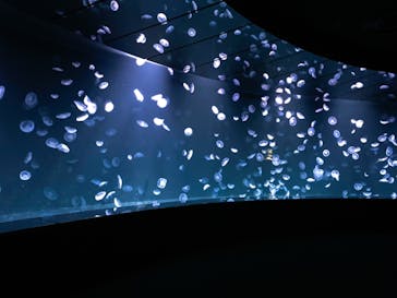 サンシャイン水族館に投稿された画像（2020/8/28）