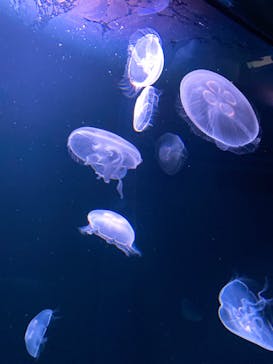 サンシャイン水族館に投稿された画像（2020/8/28）