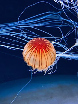 サンシャイン水族館に投稿された画像（2020/8/28）