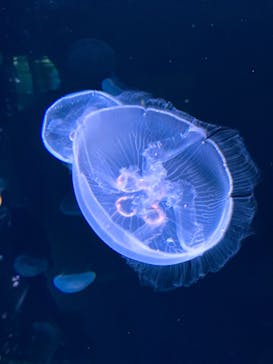 サンシャイン水族館に投稿された画像（2020/8/28）