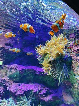 サンシャイン水族館に投稿された画像（2020/8/28）