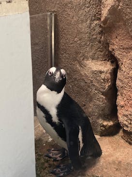 京都水族館に投稿された画像（2020/8/28）