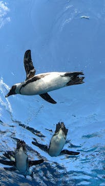 サンシャイン水族館に投稿された画像（2020/8/28）