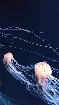 サンシャイン水族館に投稿された画像（2020/8/28）