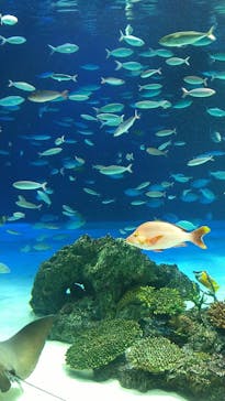 サンシャイン水族館に投稿された画像（2020/8/28）