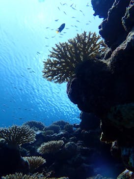 石垣島 ADVENTURE PiPi（イシガキジマアドベンチャーピピ）に投稿された画像（2020/8/29）