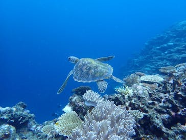 石垣島 ADVENTURE PiPi（イシガキジマアドベンチャーピピ）に投稿された画像（2020/8/29）