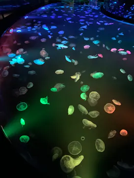 すみだ水族館に投稿された画像（2020/8/29）