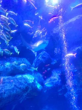 すみだ水族館に投稿された画像（2020/8/29）