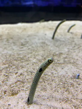 すみだ水族館に投稿された画像（2020/8/29）