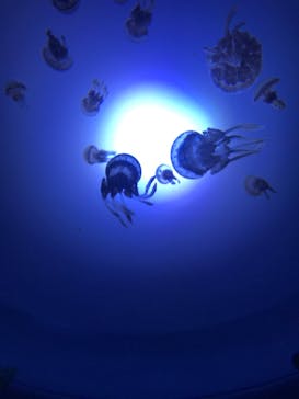 サンシャイン水族館に投稿された画像（2020/8/29）