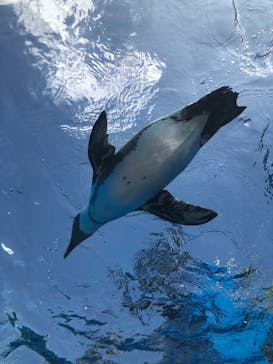 サンシャイン水族館に投稿された画像（2020/8/29）