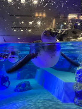 すみだ水族館に投稿された画像（2020/8/29）