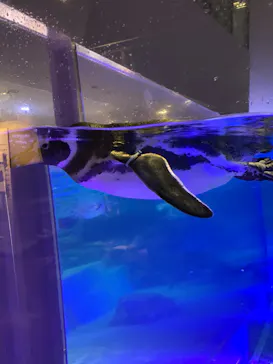 すみだ水族館に投稿された画像（2020/8/29）