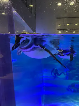 すみだ水族館に投稿された画像（2020/8/29）