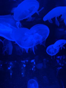 京都水族館に投稿された画像（2020/8/29）