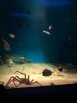アクアワールド茨城県大洗水族館に投稿された画像（2020/8/29）