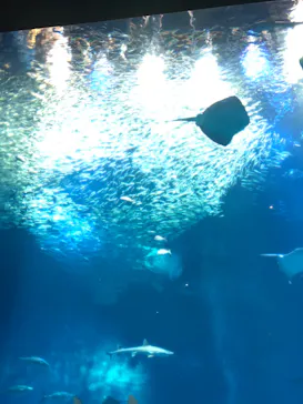 アクアワールド茨城県大洗水族館に投稿された画像（2020/8/29）