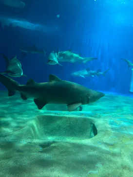 アクアワールド茨城県大洗水族館に投稿された画像（2020/8/29）