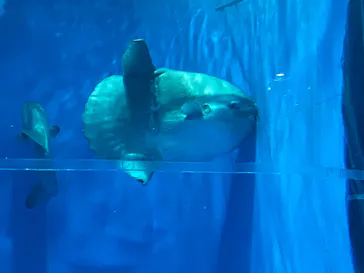 アクアワールド茨城県大洗水族館に投稿された画像（2020/8/29）