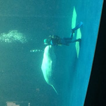 島根県立 しまね海洋館に投稿された画像（2020/8/29）