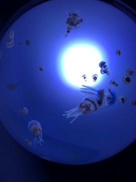 サンシャイン水族館に投稿された画像（2020/8/29）