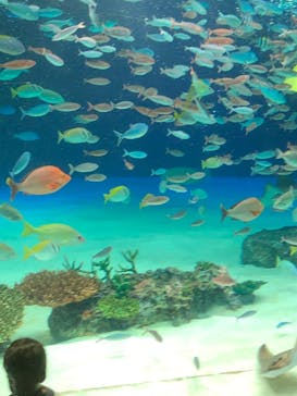 サンシャイン水族館に投稿された画像（2020/8/29）