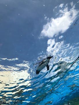 サンシャイン水族館に投稿された画像（2020/8/29）