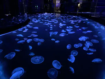 すみだ水族館に投稿された画像（2020/8/29）