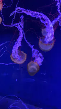 すみだ水族館に投稿された画像（2020/8/29）