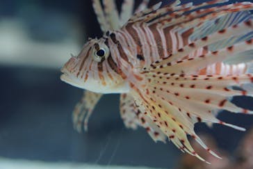 京都水族館に投稿された画像（2020/8/29）