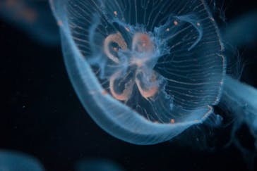 京都水族館に投稿された画像（2020/8/29）