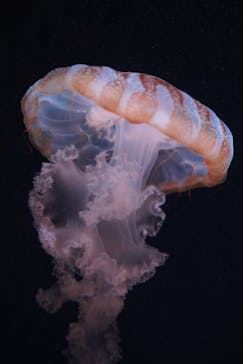 京都水族館に投稿された画像（2020/8/29）