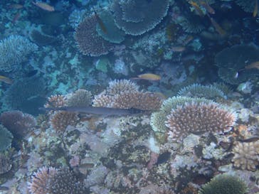 石垣島 ADVENTURE PiPi（イシガキジマアドベンチャーピピ）に投稿された画像（2020/8/29）