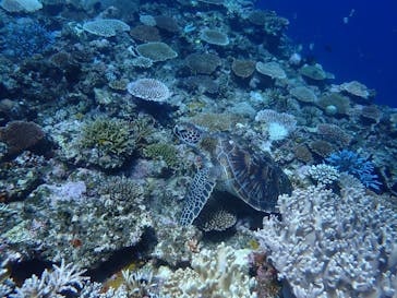 石垣島 ADVENTURE PiPi（イシガキジマアドベンチャーピピ）に投稿された画像（2020/8/29）