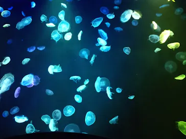 すみだ水族館に投稿された画像（2020/8/29）