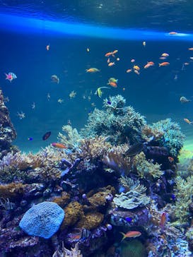 サンシャイン水族館に投稿された画像（2020/8/29）