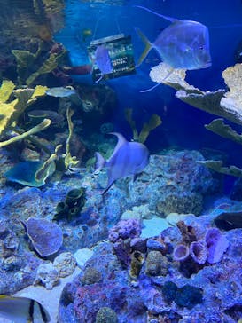 サンシャイン水族館に投稿された画像（2020/8/29）