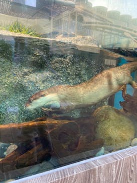 サンシャイン水族館に投稿された画像（2020/8/29）