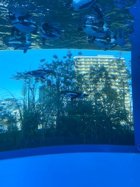 サンシャイン水族館に投稿された画像（2020/8/29）