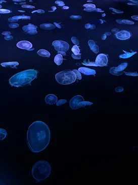 すみだ水族館に投稿された画像（2020/8/29）