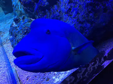 すみだ水族館に投稿された画像（2020/8/29）