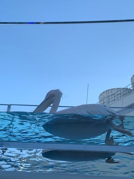 サンシャイン水族館に投稿された画像（2020/8/29）