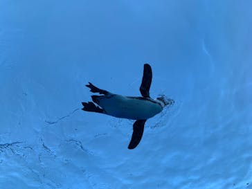 サンシャイン水族館に投稿された画像（2020/8/29）